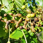 Hovenia dulcis 250-300 cm 50L