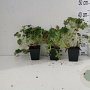 Geranium sang. 'Max Frei' GM P9