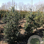 Ilex aquifolium 80-100 cm met kluit