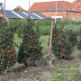 Ilex meserv. 'Blue Angel' 80-100 cm met kluit