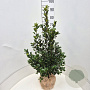 Ilex meserv. Blue Maid 60-80 cm met kluit