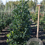 Ilex 'Nellie R. Stevens' 100-125 cm met kluit