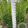 Ligustrum ovalifolium 150-175 cm met kluit