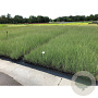 Miscanthus sin. 'Gracillimus' GM P9