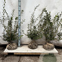 Osmanthus burkwoodii 50-60 cm met kluit