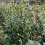 Prunus l. 'Caucasica' 100-125 cm met kluit