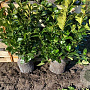 Prunus l. Etna 60-80 cm met kluit