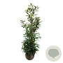Prunus l. 'Herbergii' 150-175 cm met kluit