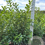 Prunus l. 'Novita' 125-150 cm met kluit