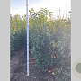 Prunus l. Genolia 175-200 cm met kluit