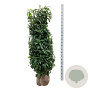 Prunus l. Genolia 175-200 cm met kluit extra