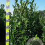 Prunus l. 'Greentorch' 175-200 cm met kluit extra
