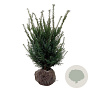 Taxus baccata 50-60 cm met kluit