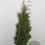 Thuja occ. 'Holmstrup' 200 cm met kluit