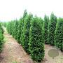 Thuja occ. 'Pyramidalis Compacta' 200 cm met kluit