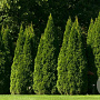 Thuja occ. 'Smaragd' 175-200 cm met kluit
