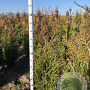 Thuja pl. 'Atrovirens' 125-150 cm met kluit