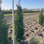 Thuja pl. 'Atrovirens' 175-200 cm met kluit