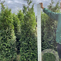 Thuja pl. 'Gelderland' 200-225 cm met kluit