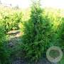 Thuja pl. 'Martin' 300-350 cm draadkluit 2 X verplant
