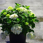 Hydrangea m. 'Blushing Bride' 80-100 cm 20L
