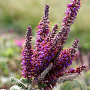 Amorpha canescens GM P9 BIO