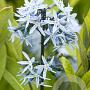 Amsonia tabernaemontana salicifolia GM P9 BIO