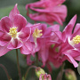 Aquilegia v. 'Altrosa' GM P9 BIO