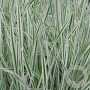 Arrhenatherum bulbosum 'Variegatum' GM P9 BIO