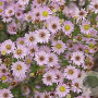 Aster (U) 'Esther' GM P9 BIO