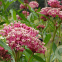 Asclepias incarnata GM P9 BIO