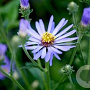 Aster macrophyllus 'Twilight' GM P9 BIO