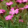 Dianthus carthusianorum GM P9 BIO