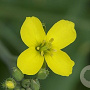 Diplotaxis tenuifolia GM P9 BIO