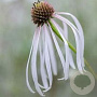 Echinacea pallida 'Hula Dancer' GM P9 BIO