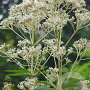 Eupatorium mac. 'Album' GM P9 BIO