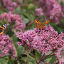 Eupatorium mac. 'Glutball' GM P9 BIO