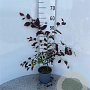 Fagus syl. 'Atropunicea' 40-60 cm 2,5L