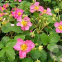 Fragaria 'Frel' GM P9 BIO