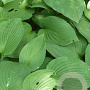 Hosta 'Fortunei Obscura' GM P9 BIO