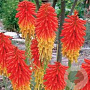 Kniphofia uvaria GM P9 BIO