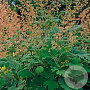 Macleaya m. 'Kelway's Coral Plume' GM P9 BIO