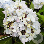 Hydrangea m. So Long Ebony 100-125 cm 50L