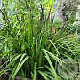 Molinia arund. 'Windspiel' GM P9 BIO