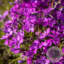 Phlox (S) 'Atropurpurea' GM P9 BIO
