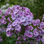 Phlox (P) 'Lilac Time' GM P9 BIO