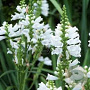 Physostegia v. 'Summer Snow' GM P9 BIO