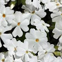 Phlox (S) 'White Delight' GM P9 BIO