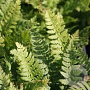 Polystichum aculeatum GM P9 BIO