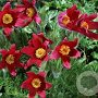 Pulsatilla v. 'Röde Klokke' GM P9 BIO